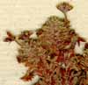 Diapensia helvetica L., närbild x8