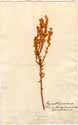 Diosma ciliata L., front