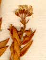Diosma ciliata L., inflorescens x8