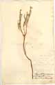 Diosma capensis L., framsida