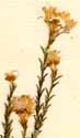 Diosma capensis L., inflorescens x6