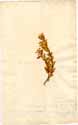 Diosma crenulata L., framsida