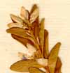 Diosma crenulata L., blomställning x6