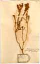 Diosma uniflora L., framsida
