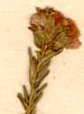 Diosma uniflora L., närbild x6