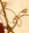 Disandra prostrata L., blommor x8