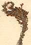 Dischisma ciliatum Choisy , blomställning x8
