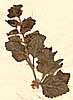 Dodartia indica L., blomställning x8
