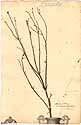 Dodartia orientalis L., front