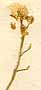 Draba aizoides L., inflorescens x8