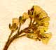 Draba alpina L., inflorescens x8