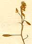 Draba muralis L., inflorescens x8