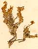 Draba pyrenaica L., inflorescens x8