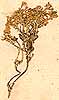 Draba pyrenaica L., närbild, framsida x7