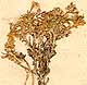 Draba pyrenaica L., blomställning x8
