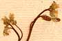 Draba verna L., inflorescens x8