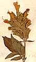 Dracocephalum canariense L., blomställning x8