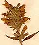 Dracocephalum canariense L., blomställning x7