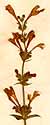 Dracocephalum grandiflorum L., blomställning x3