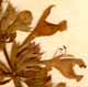 Dracocephalum grandiflorum L., flowers x8
