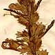 Dracocephalum moldavica L., blomställning x8