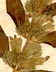 Dracocephalum peltatum L., blomställning x8