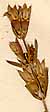 Dracocephalum peregrinum L., blomställning x8