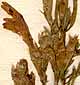 Dracocephalum peregrinum L., inflorescens x8