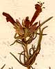 Dracocephalum ruyschiana L., inflorescens x8
