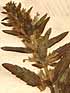 Dracocephalum thymiflorum L., blomställning x8