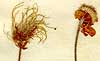 Dryas octopetala L., blomställning x6
