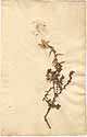 Echinops spinosus L., framsida