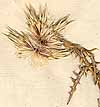 Echinops spinosus L., blomställning x8