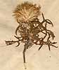 Echinops strigosus L., close-up x4