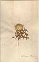Echinops strigosus L., framsida