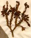 Echites angularis L., blomställning x3