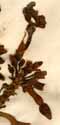 Echites angularis L., blomställning x6