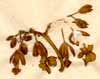 Echites sp., inflorescens x3