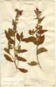 Echium creticum L., framsida