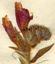 Echium creticum L., flowers x6