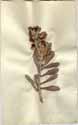 Echium fruticosum L., framsida