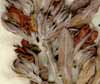 Echium fruticosum L., close-up x5