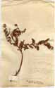 Echium laevigatum L., front