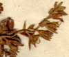Echium laevigatum L., inflorescens x8