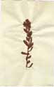 Echium laevigatum L., framsida