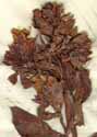 Echium laevigatum L., inflorescens x8