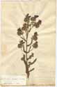 Echium plantagineum L., front
