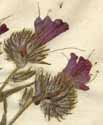Echium plantagineum L., blomställning x8