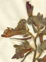 Echium tuberculatum L., blomställning x4