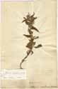 Echium violaceum L., framsida